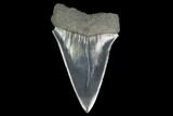 Large, Fossil Mako Shark Tooth - South Carolina #142316-1